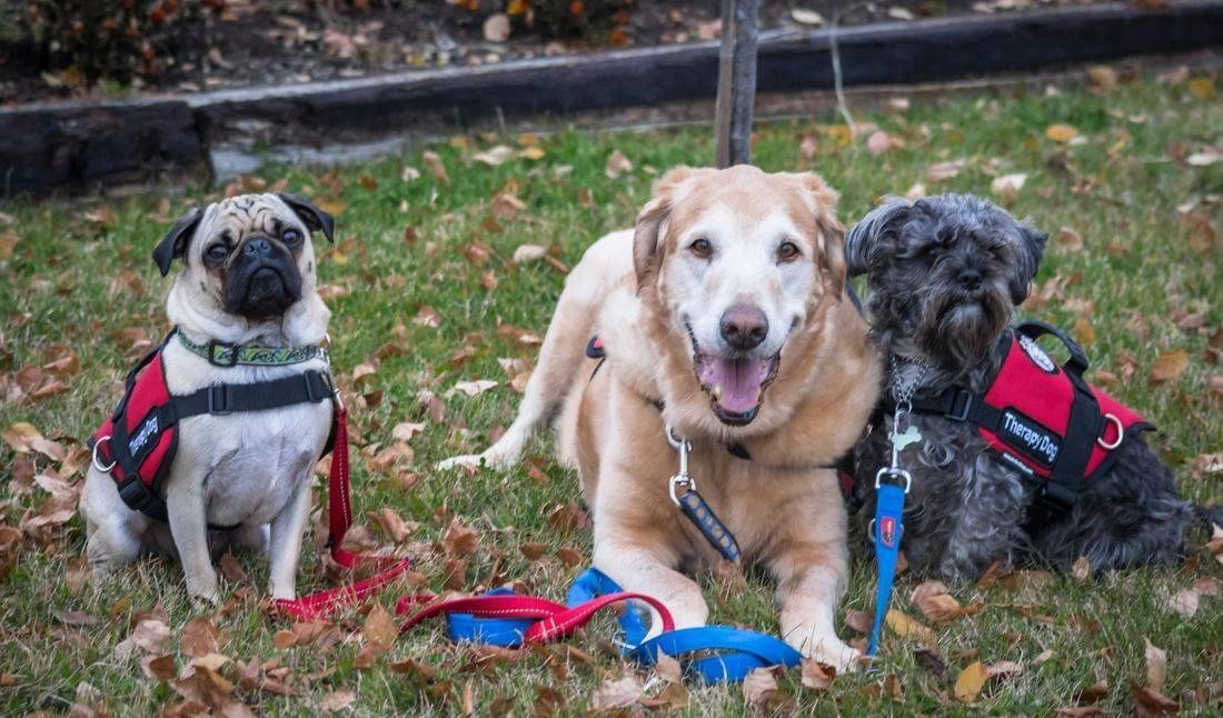 Therapy Dog Training